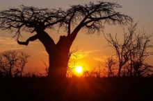 img - Botswana: la magia del bianco e nero